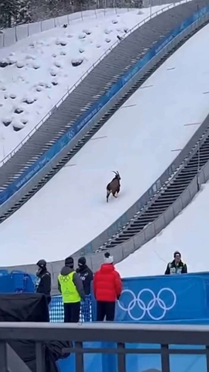 【画像】オリンピック、ヤギ乱入wwwwwwwwwwwwwwwwwwwwwwwwwwwwwwwwwwwwwwww
